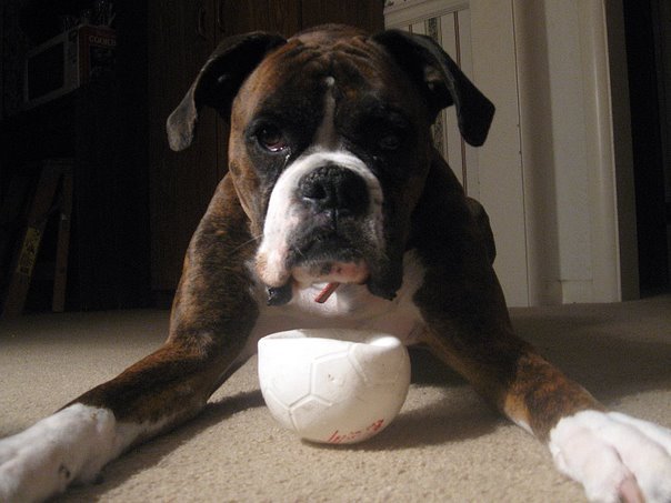 boxer dog with toy ball