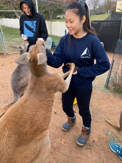 girl feeding kangaroo