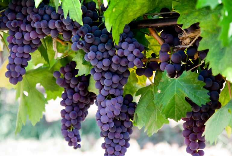 Purple grapes hanging from vine