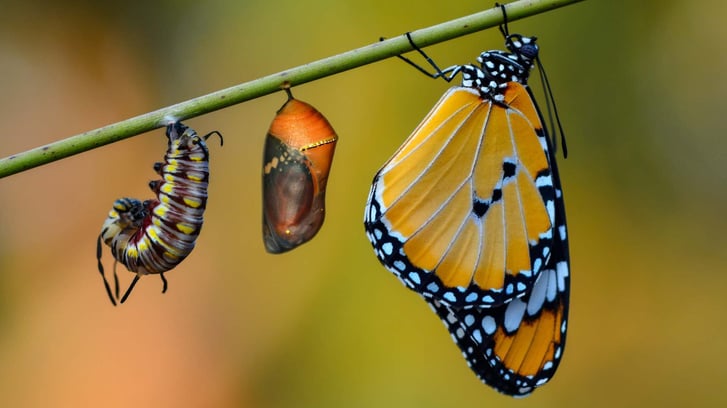 caterpillar cocoon and butterfly