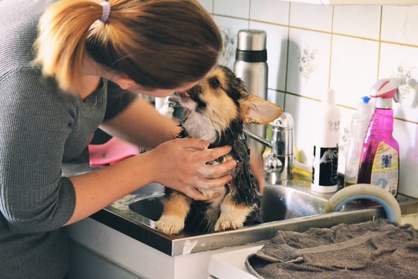 girl giving dog a bath