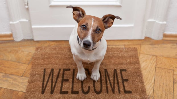 dog looking up from welcome mat