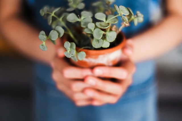 hands clasped around a small potted plant