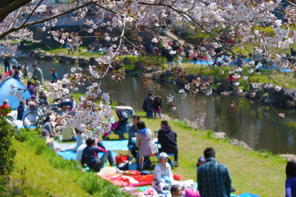 families picnicing under cherry blossoms