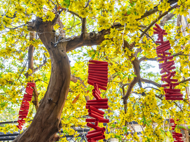 firecrackers hanging from trees