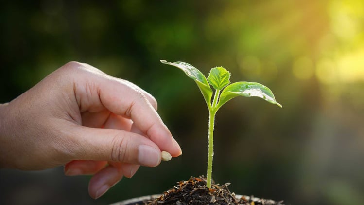 planting a seed by a seedling