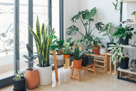 plants by a window to describe cultural adaptation like repotting a plant