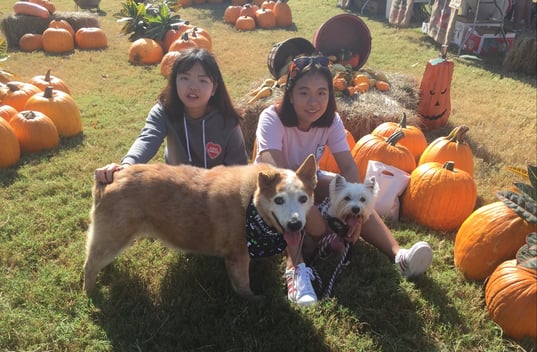 two asian teenage girls in pumpkin patch