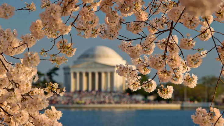 washington dc cherry blossoms