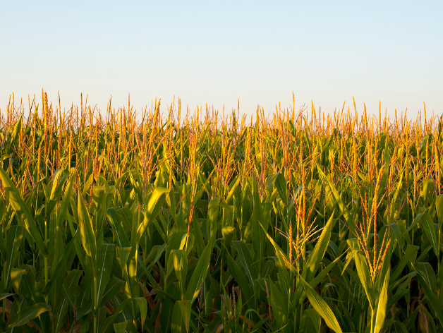 corn field